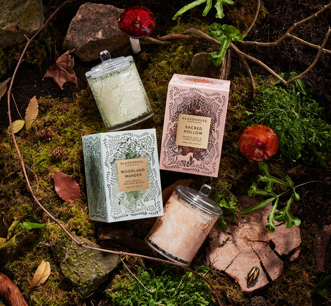 What's Hidden in These Magical Woods?