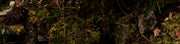 Into The Woods